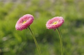 two pink daisies