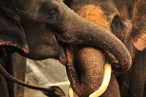 Picture of the cute elephants in the wildlife