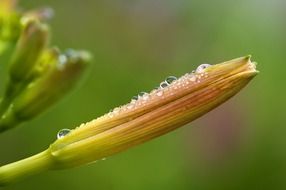 drops of dew on a closed bud of lily