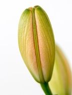 Yellow and green lily flower