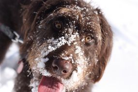 dog in the snow