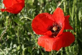 closeup picture of two red wild poppies on meadow