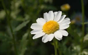 lonely pharmacy chamomile flower