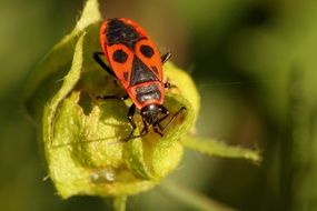 fire bug, red and black insect, macro