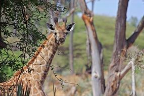 giraffe on safari on a blurred background