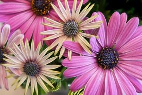 pink gerberas