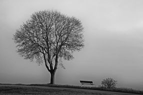 tree in the cold season