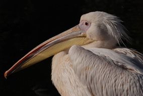 delighting great white pelican