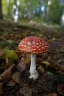 red fly agaric