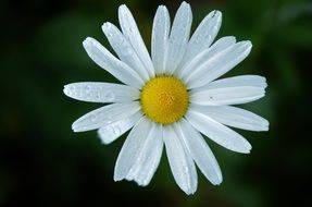white daisy on blurry background close-up