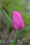 Gently pink tulip in water drops