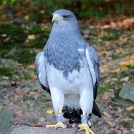 bird predator