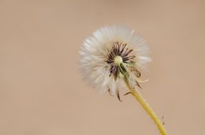 beautiful and delightful dry dandelion