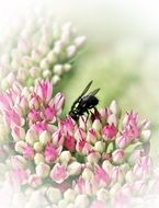 delightful pink blossom