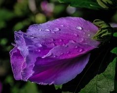 purple flower with rain drops