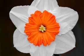 macro photo of white iris with orange core