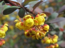 Yellow barberry flowers on a branch