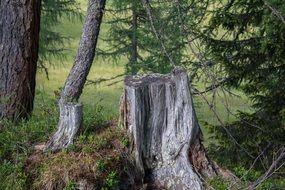 dry stumps in the forest in Austria