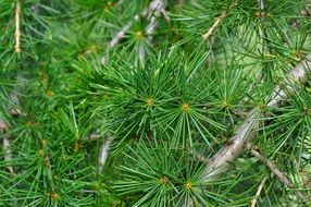 Lush cedar branch close-up