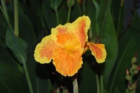 beautiful and delightful hemerocallis flower