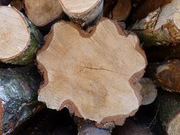 wooden big stumps close-up