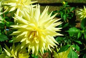 Beautiful yellow dahlia flower with green leave