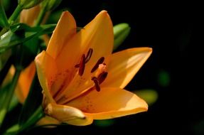 Orange lily close up