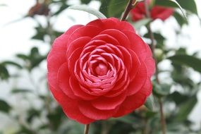 pink camellia flower in the garden
