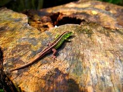 lizard in autumn forest wildlife portrait