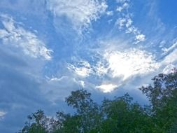 tree branches under clouds