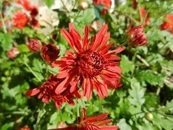 Red flowers in the garden on a green bush