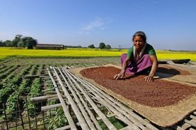 woman mustard farming landscape