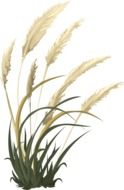 pampas grass isolated at white background