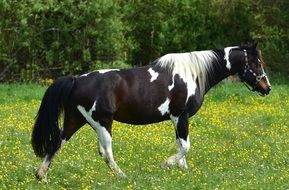 spotted thoroughbred horse on a pasture on a sunny day