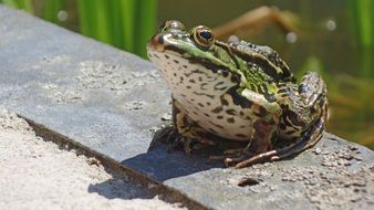 green frog at the pond