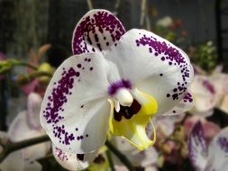 delightful orchid