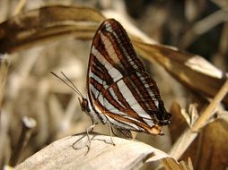 butterfly with colorful wings in nature