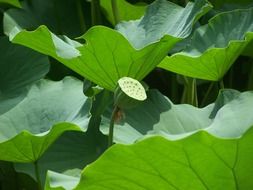 green lotus seed head