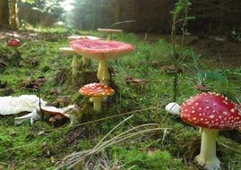 red fly agaric in the forest closeup