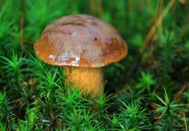 Picture of the chestnut mushroom