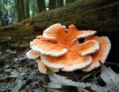 white orange mushroom at a tree trunk