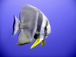 exotic bat fish