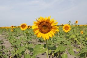 beauty gentle charming sunflower
