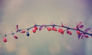 berries on a branch in raindrops