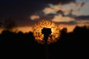 dandelion sunset afterglow plant outlines view