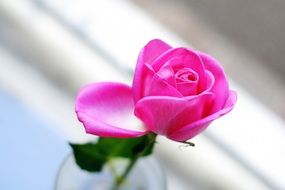 excellent pink rose