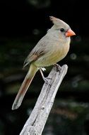 cardinal bird on a branch close-up