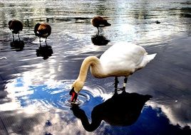 wild birds and white swan drink water from a pond