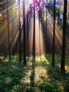 Colorful sun's rays make their way through the beautiful trees in the forest