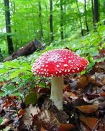 red mushroom fly agaric